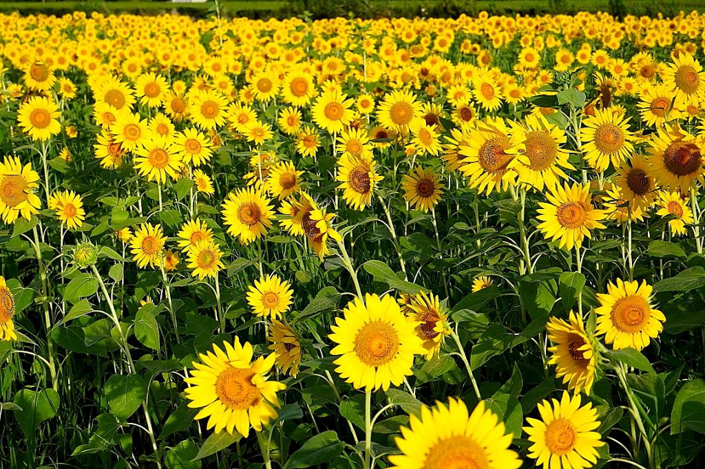 太陽を追いかけるように向きを変える夏の花‟ひまわり“の不思議～素敵な 