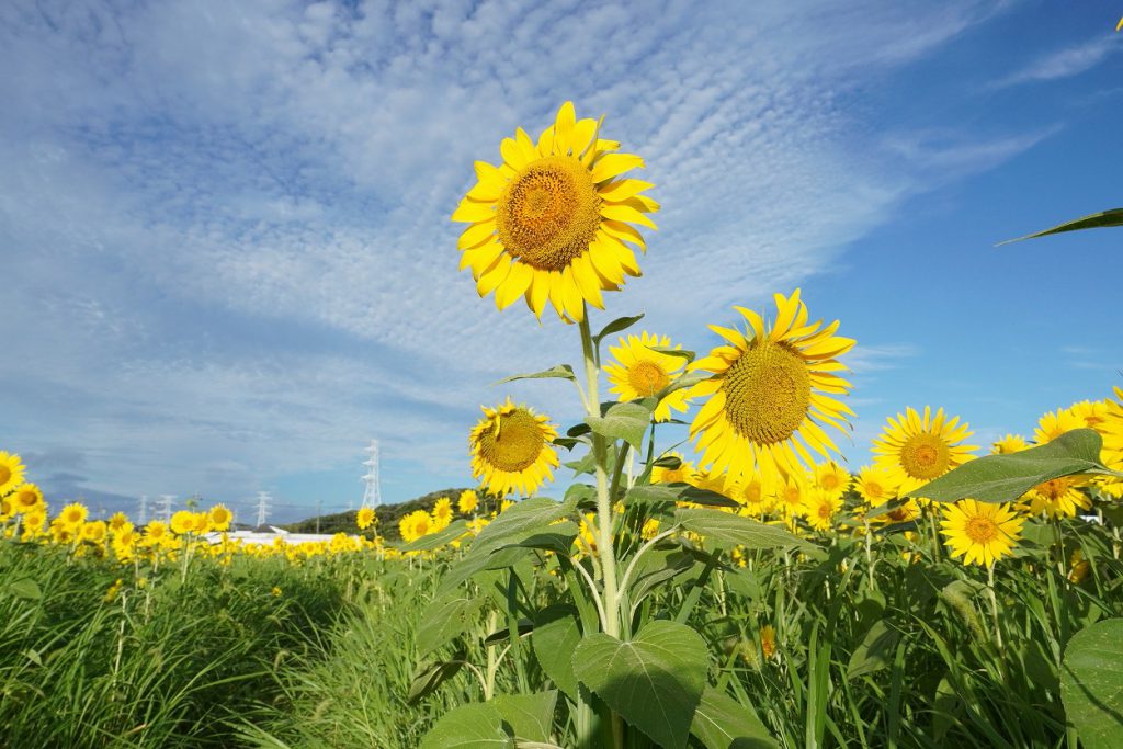 太陽を追いかけるように向きを変える夏の花‟ひまわり“の不思議～素敵な 